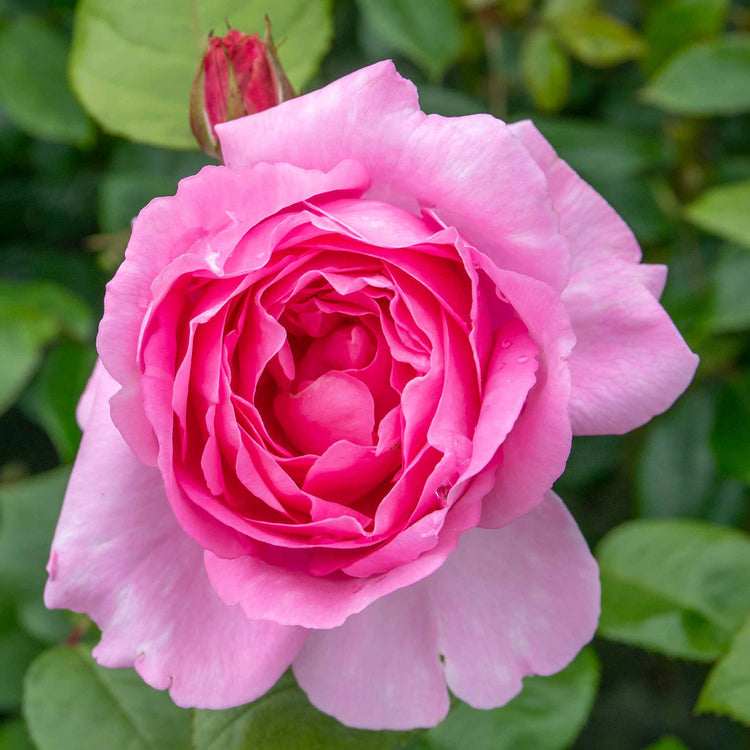 Rose Bush Plant 'Mum In A Million'