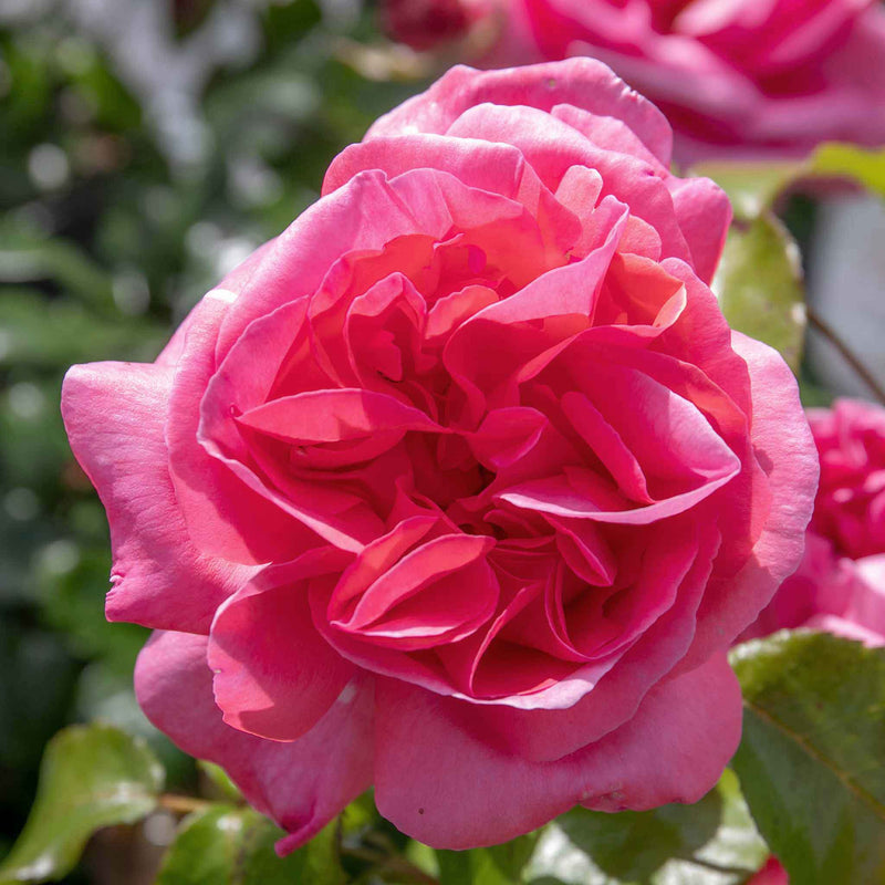 Rose Bush Plant 'Special Anniversary'