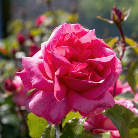 Rose Bush Plant 'Special Anniversary'