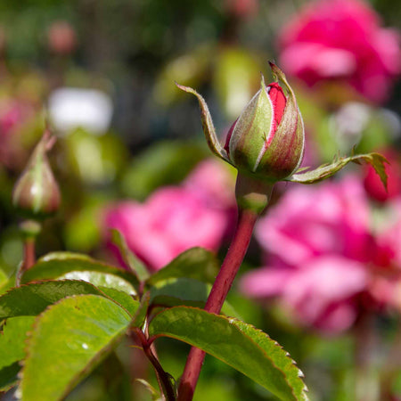 Rose Bush Plant 'Special Anniversary'