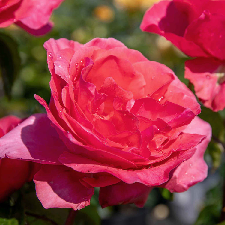 Rose Bush Plant 'Special Anniversary'