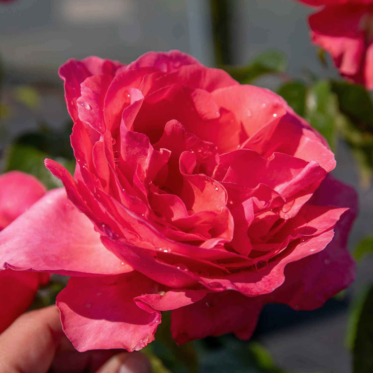 Rose Bush Plant 'Special Anniversary'