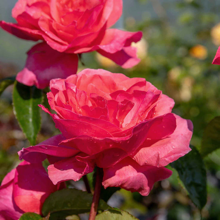 Rose Bush Plant 'Special Anniversary'