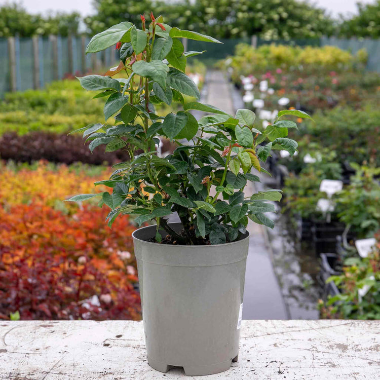 Rose Bush Plant 'Golden Wedding'