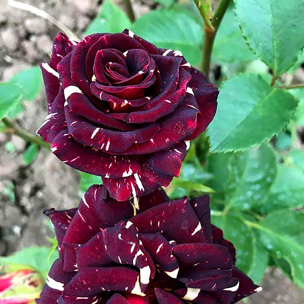 Rose Bush Plant 'Abracadabra'