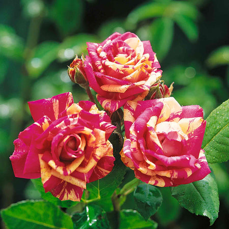 Rose Bush Plant 'Abracadabra'