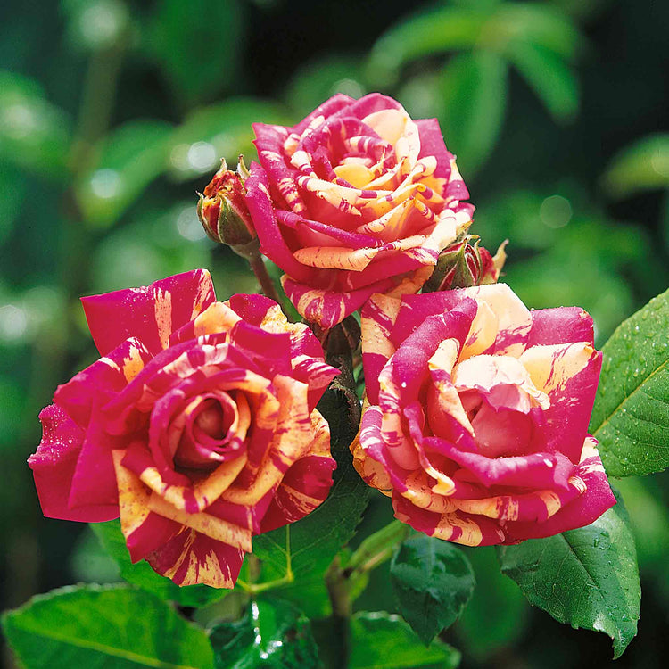 Rose Bush Plant 'Abracadabra'