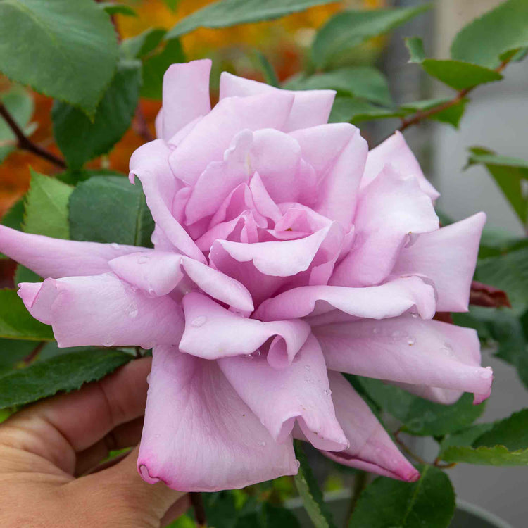 Rose Bush Plant 'Twice In A Blue Moon'