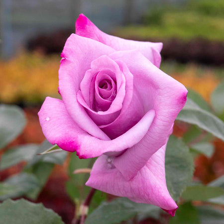 Rose Bush Plant 'Twice In A Blue Moon'