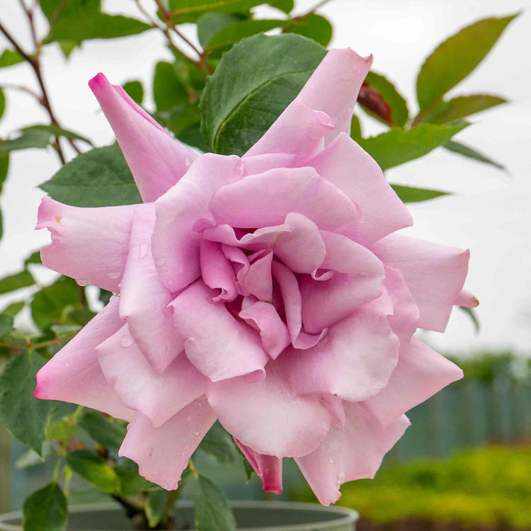 Rose Bush Plant 'Twice In A Blue Moon'