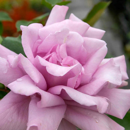 Rose Bush Plant 'Twice In A Blue Moon'