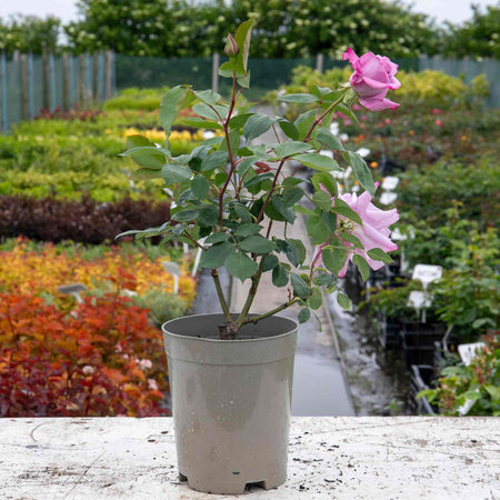 Rose Bush Plant 'Twice In A Blue Moon'