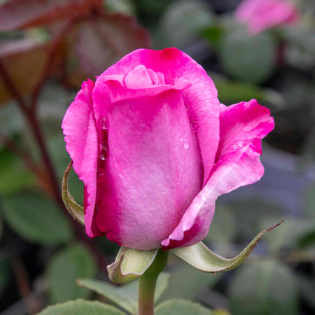 Rose Bush Plant 'Twice In A Blue Moon'