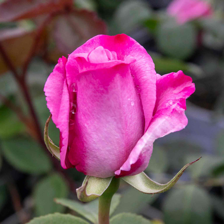 Rose Bush Plant 'Twice In A Blue Moon'