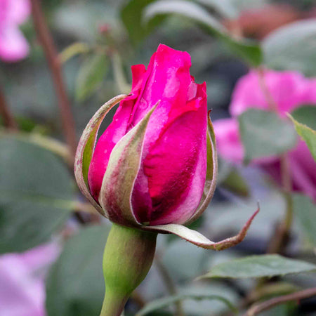 Rose Bush Plant 'Twice In A Blue Moon'