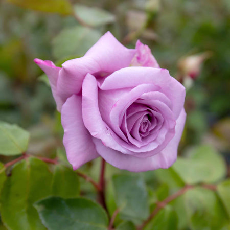 Rose Bush Plant 'Twice In A Blue Moon'