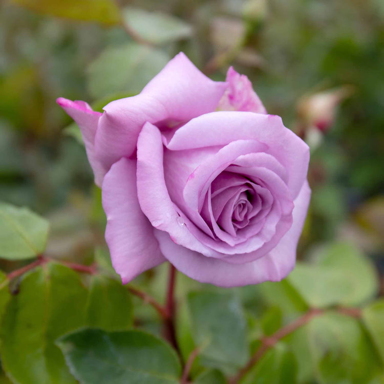 Rose Bush Plant 'Twice In A Blue Moon'