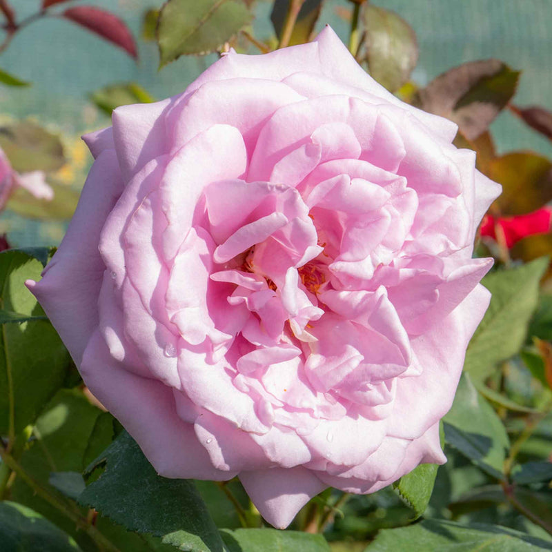 Rose Bush Plant 'Twice In A Blue Moon'