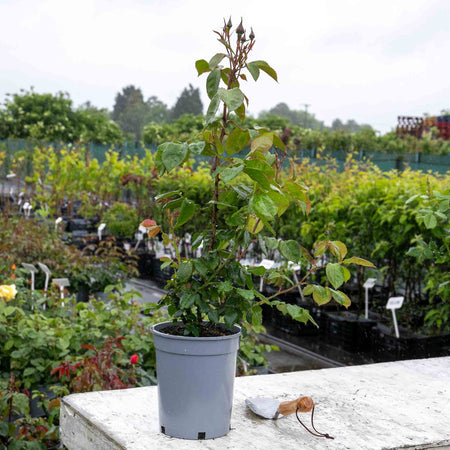 Rose Bush Plant 'Hot Chocolate'