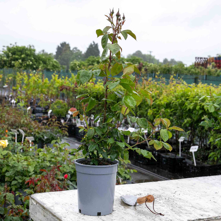 Rose Bush Plant 'Hot Chocolate'