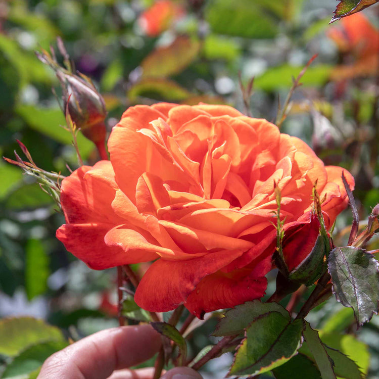 Rose Bush Plant 'Super Trouper'