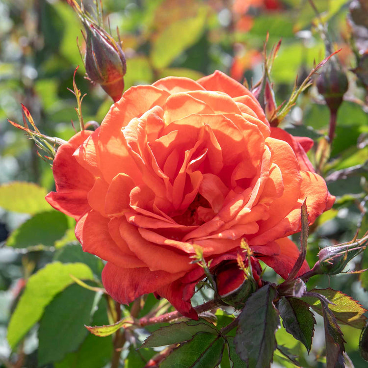 Rose Bush Plant 'Super Trouper'