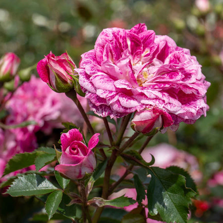 Rose Bush Plant 'Let's Celebrate'