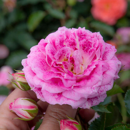 Rose Bush Plant 'Let's Celebrate'