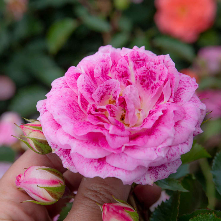 Rose Bush Plant 'Let's Celebrate'