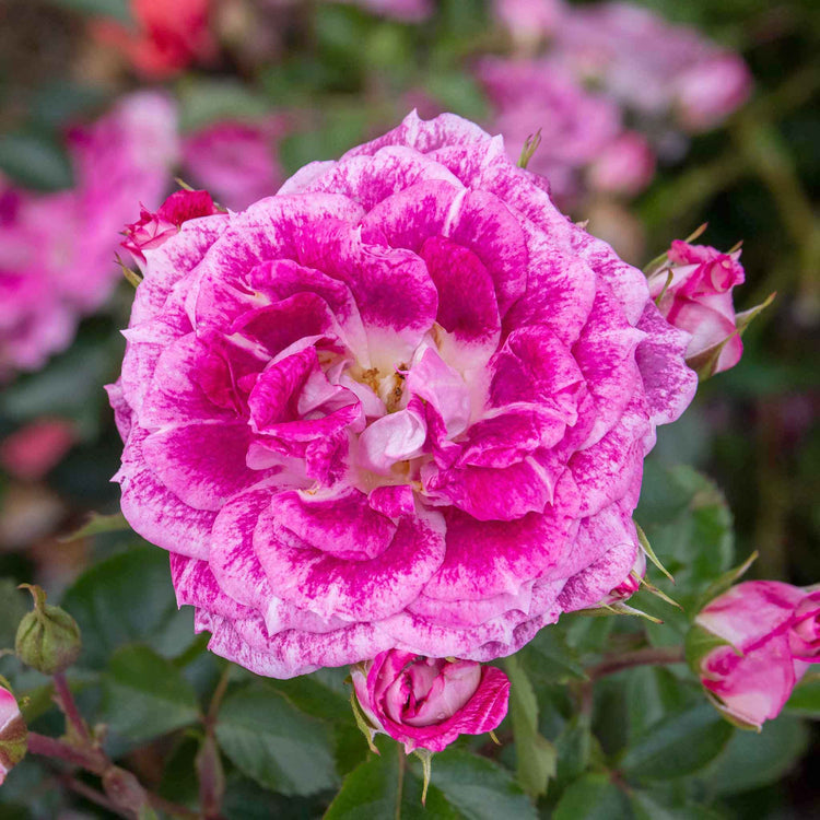 Rose Bush Plant 'Let's Celebrate'