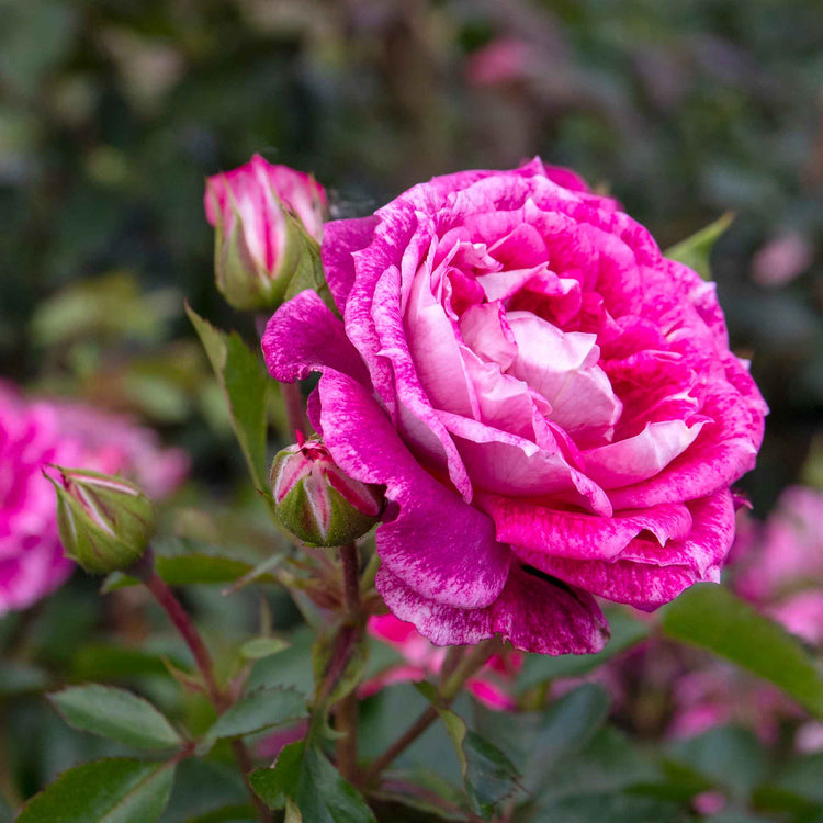 Rose Bush Plant 'Let's Celebrate'