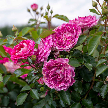 Rose Bush Plant 'Let's Celebrate'