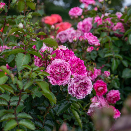 Rose Bush Plant 'Let's Celebrate'