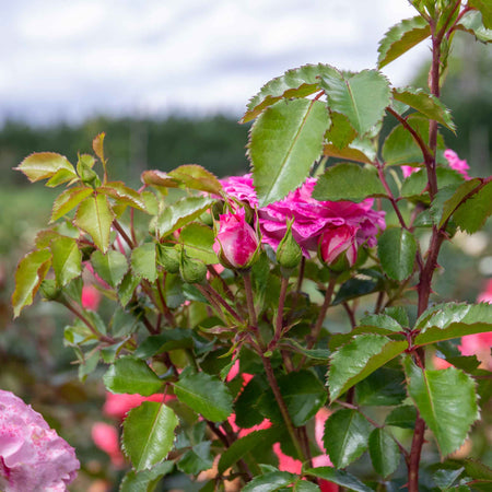 Rose Bush Plant 'Let's Celebrate'