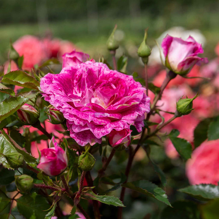 Rose Bush Plant 'Let's Celebrate'