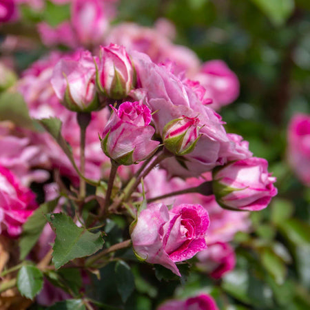 Rose Bush Plant 'Let's Celebrate'