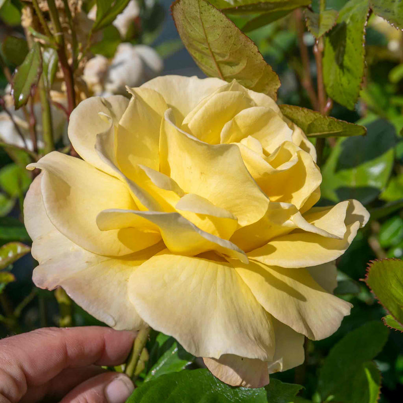 Rose 'Arthur Bell' (Climbing Rose)
