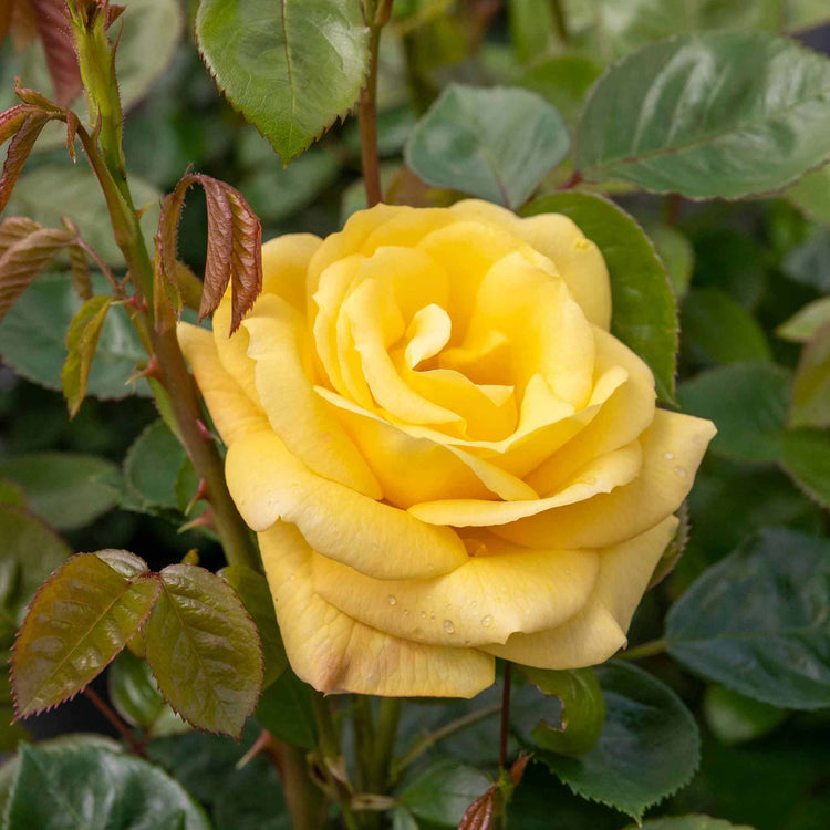 Rose Bush Plant 'Arthur Bell'