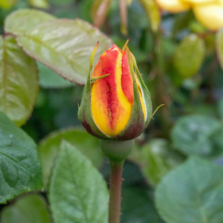 Rose Bush Plant 'Arthur Bell'