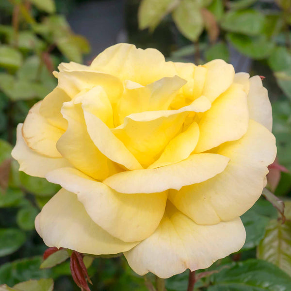 Rose 'Arthur Bell' (Climbing Rose)