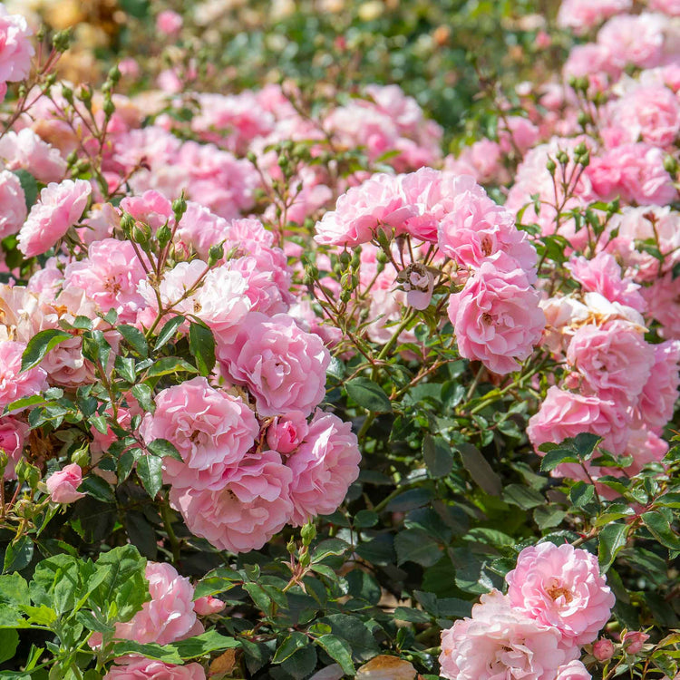 Rose Bush Plant 'Bonica'