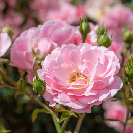 Rose Bush Plant 'Bonica'