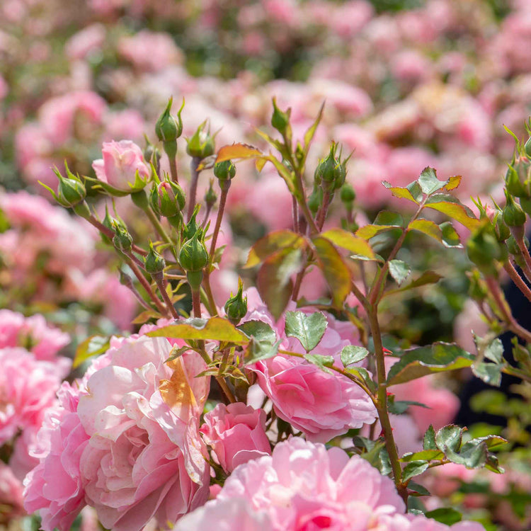 Rose Bush Plant 'Bonica'