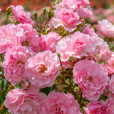 Shrub Rose Collection