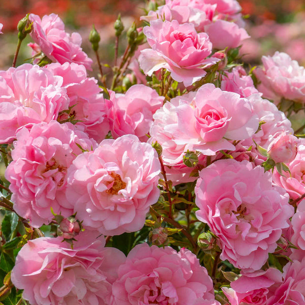 Rose Bush Plant 'Bonica'