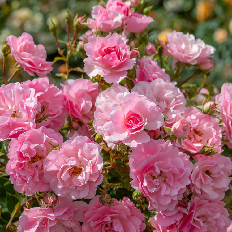 Rose Bush Plant 'Bonica'