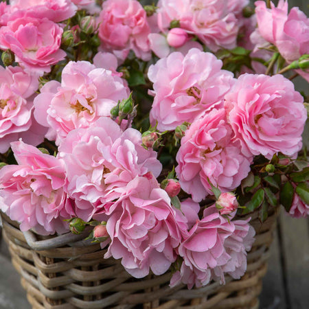 Rose Bush Plant 'Bonica'