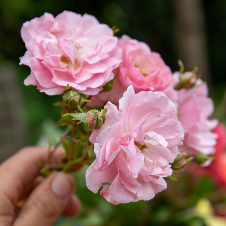 Rose Bush Plant 'Bonica'