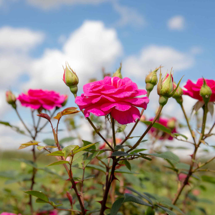 Climbing Rose Plant 'Gloriana'