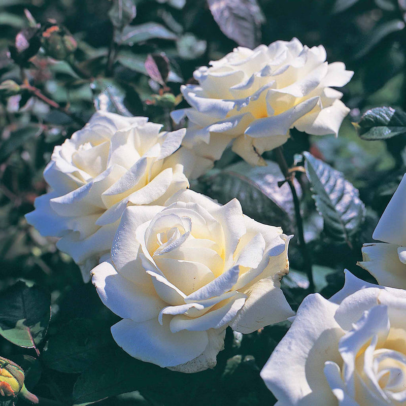 Rose Bush Plant 'Ice Cream'